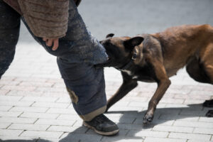Idaho Dog Bite Laws: Holding Owners Accountable for Injuries
